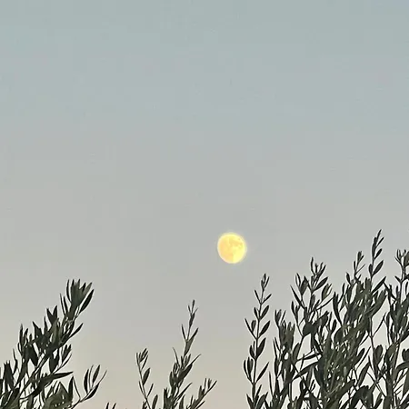 Olives Garden Βίλα Vlorë