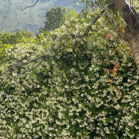 Olives Garden Βίλα *