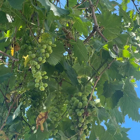 Olives Garden * Vlorë