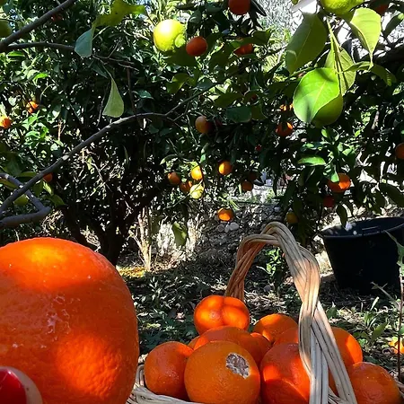 Olives Garden Vlorë